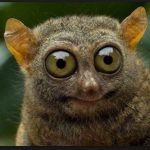 пользователь 