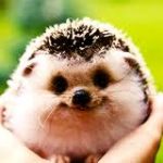 пользователь 