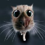 пользователь 